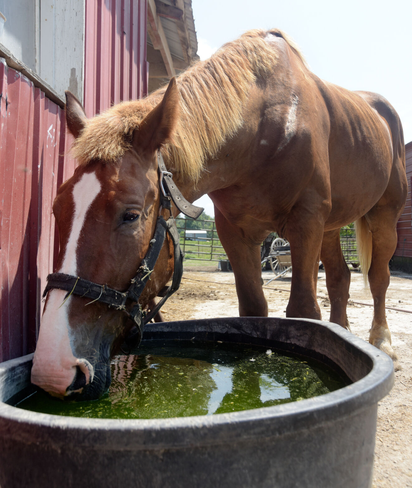 Ronnie takes a drink out of his water trough